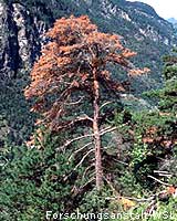 Die Waldföhrenwälder im Raume Visp zeigen seit einigen Jahren auffallende Absterbeerscheinungen. Im interdisziplinären Projekt Die Waldföhrenwälder im Alpenraum  Ein Landschaftselement im Umbruch der WSL werden die Ursachen dieses Absterbens untersucht.